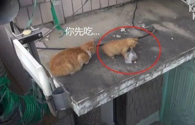 橘猫打包带走猫粮被发现它有个孩子妈妈不饿你先吃