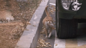 橘猫打包带走猫粮被发现它有个孩子妈妈不饿你先吃