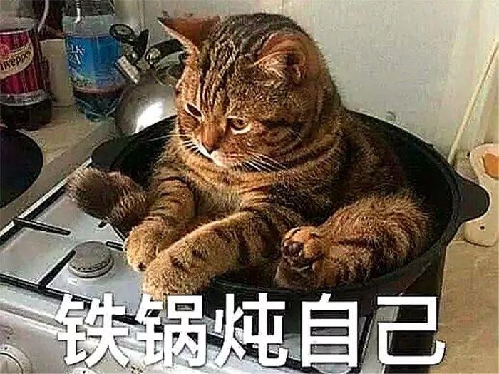 猫咪不爱睡床喜好铁锅宝宝看了也开始模仿铲屎官见后很无奈