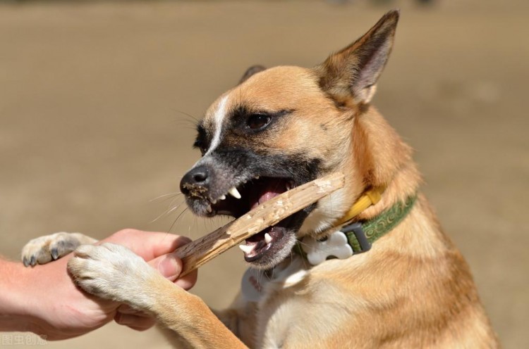 被恶犬攻击时千万别慌这几招可以救你一命