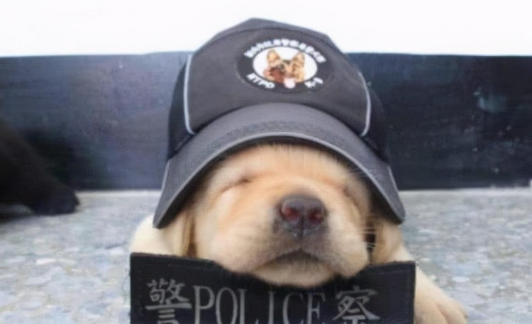 看完这些可爱的小警犬，连上班的心思都没有了