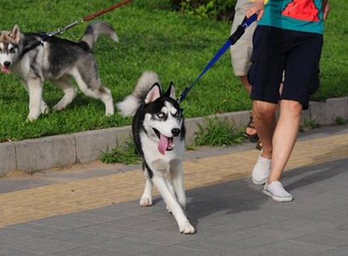 铲屎官推荐：这几种狗性格很温顺适合家养