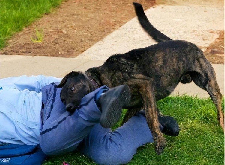 提醒！狗狗这些症状是患上狂犬病了要远离