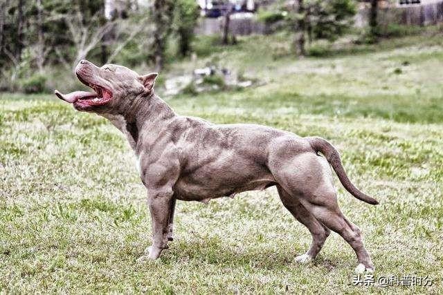 世上十种凶猛的狗，日本本土佐犬上榜，藏獒排名第二