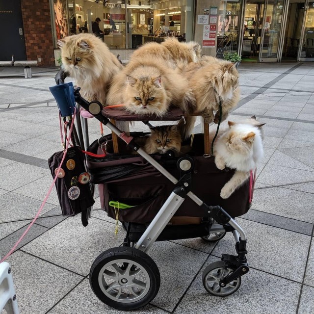 在闹市区看到一车猫，全是品种猫，主人是来炫耀猫的？