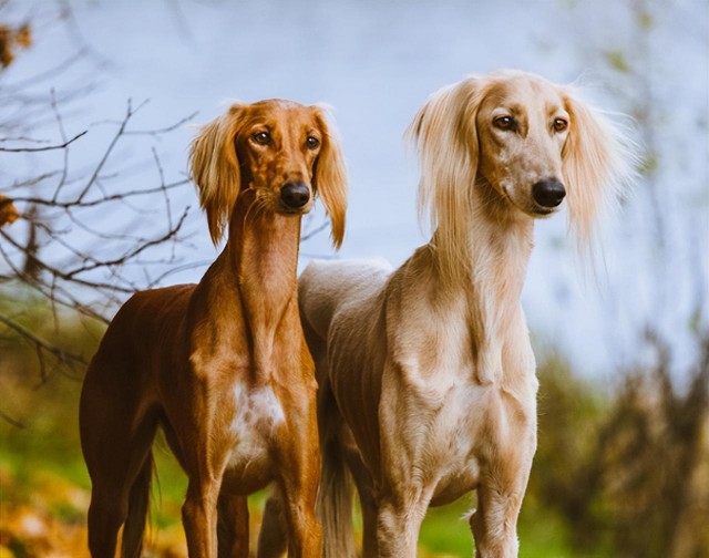 速度与激情：非洲最快的猎犬-东非猎犬！