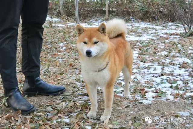 不要着急！在开始购买柴犬之前，你真的了解这些吗？常见的购买渠道和套路