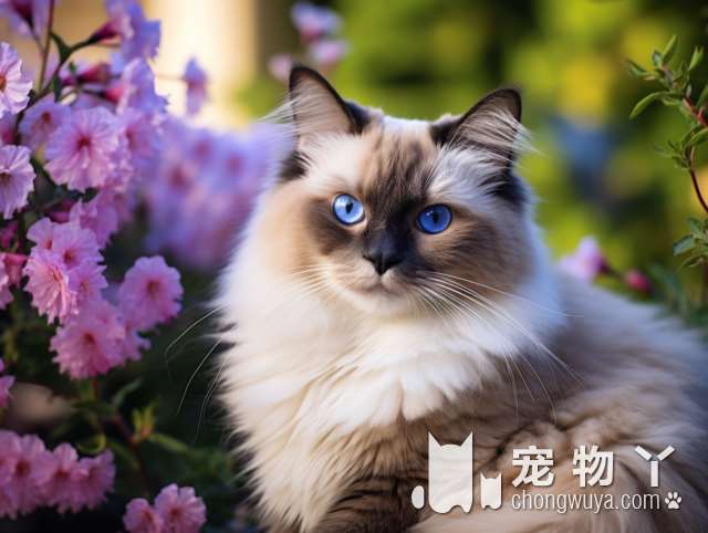 猫是否有寄生虫感染？